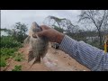 Fishing in Usman Sagar || Hyderabad fishing || King fisher