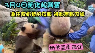 3月4日 細佬好興奮，差點把奶爸的褲子都咬掉了，William 奶爸每次都拖住摔下來的細佬#香港大熊貓 #大熊貓家姐細佬 家姐#panda #판다 #cutepanda cr:香港海洋公園直播