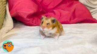 Man Didn’t Like Hamsters Until This One Stole His Heart | Cuddle Buddies