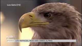 ANIMAUX : Le fauconnier et les rapaces dans les Alpes