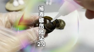 原来这才是福寿螺。用502胶水把福寿螺口封住，他是否还能逃脱？