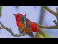 In search of the Scarlet Tanager