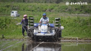 今秋先行販売の「サキホコレ」、田植え作業が本格化