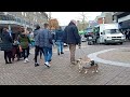 self guided walking tour in lelystad netherlands on king s day koningsdag part 2 2