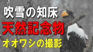 吹雪の知床半島に生きる天然記念物オオワシの撮影