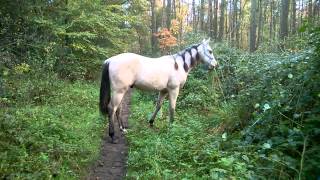 Young quarter stallion playing freely- no lead rope walking in the forrest