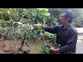 eng sub rambutan pruning innovative farming