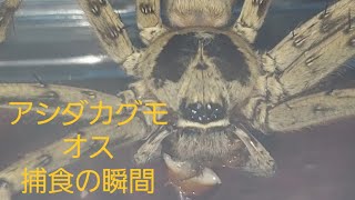 【グロ注意】オスのアシダカグモの捕食シーン！【閲覧注意】