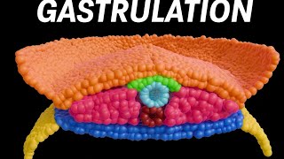 Gastrulation, Neuralation, and Somites!!! | Animated Embryology Series (Part 1.2)