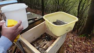 Bienenvolk im Wald was machen die Bienen Imkern wie da Jupp