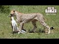 Cheetah Catches A Gazelle! | Maasai Mara Safari | Zebra Plains