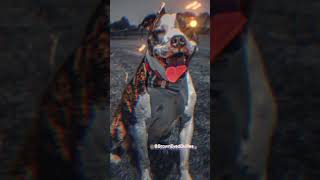 PITBULL EDIT 🔥🔥🔥||BrownEyedBullies || #shorts #edit #dogs #tiktok