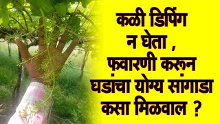 कळी डिपिंग न घेता , #फवारणी करून घडांचा योग्य सांगाडा कसा मिळवाल?।#Doctor_Kisan#grapes#द्राक्ष#शेती।