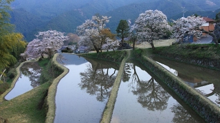 JG 三重 三多気の桜 夕景 Mitake Sakura at Dusk,Mie