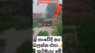 සංවේදී අය බලන්න එපා 😭😭