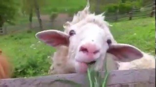 Funny sheep eating grass