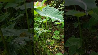 Unbelievable!😱 Colocasia Leaf vs Water! #trending #short