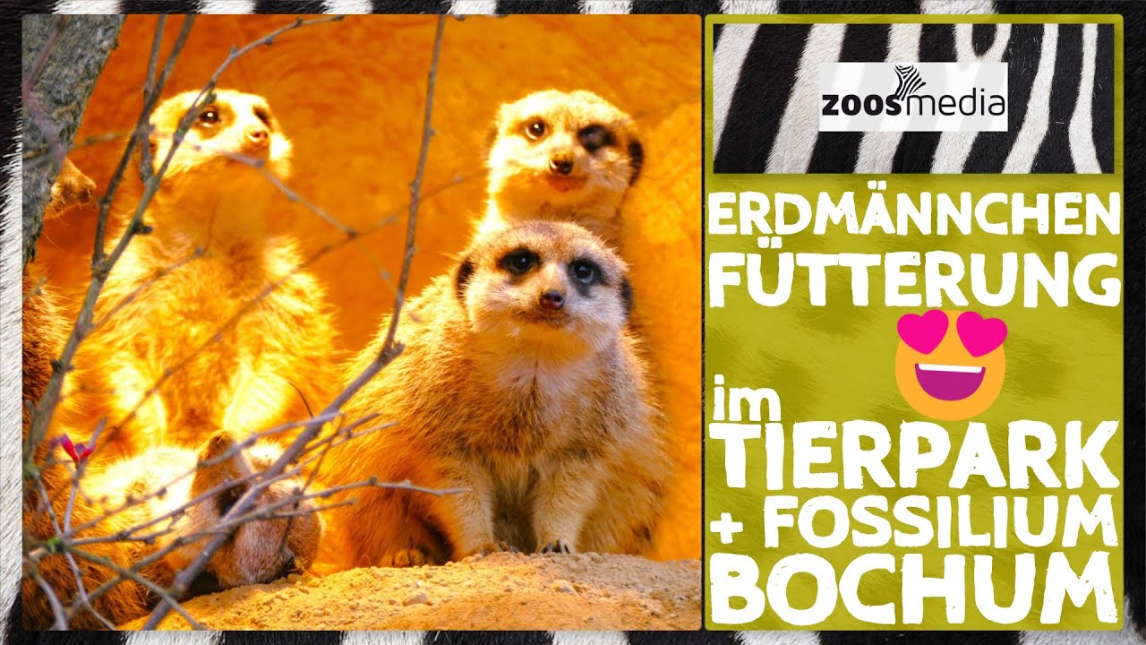 ERDMÄNNCHEN Im Tierpark + Fossilium Bochum | Zoos.media - YouTube