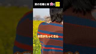 【猫と日向ぼっこ！綺麗な桜とお花に囲まれて】#shorts #花見 #保護猫 #cat