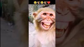 try not to laugh at me 🐒🐒🤣🤣🐒🐒🤣🤣🐒🐒🤣🤣🐒🐒🤣🤣❤️❤️#shorts