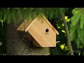 ANOTHER ATTACK ON THE BIRD HOUSE  THE FINAL VIDEO