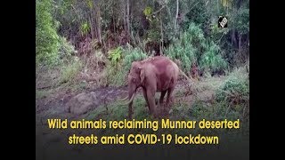 Wild animals reclaiming Munnar deserted streets amid COVID-19 lockdown