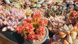 #대박이네다육2탄💥영상뒤로갈수록키핑장 아이도😍힐링해보셔요~/korean succulents plants 💗