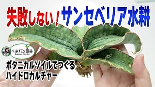 サンセベリアを水耕に変える！成功させるポイント【観葉植物】