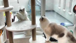 現場猫による猫姉妹のためのキャットタワー設置【ラグドール】Installation of a cat sisters by on-site cat