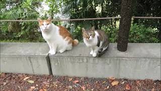 哲学の道の猫ハチとタク　　＃哲学の道の猫