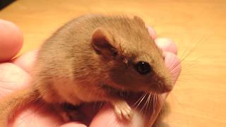 Orzesznica leszczynowa (Muscardinus avellanarius) Hazel dormouse