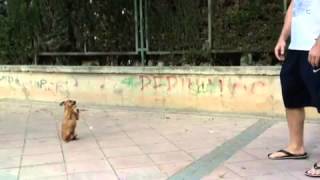 Perrito finge su propia muerte