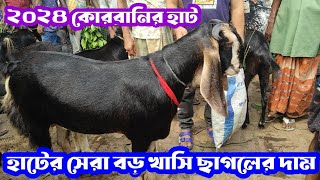 ২০২৪ কোরবানির বড় বড় খাসি ছাগলের বর্তমান দাম বেশি না কম জানুন নাটোর তেবাড়িয়া হাট থেকে।