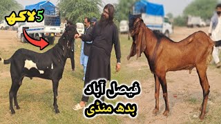 Faisalabad bakra mandi new updates || Haji goat farm || Bakra mandi faisalabad || Qurbani 2025