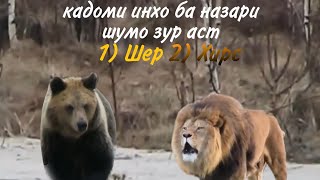 Чанги Шер бо Хирс оё кадомаш зур баромад Лев против Медведь кто победит