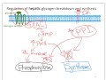 glycogen synthesis and breakdown