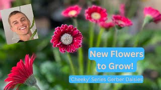 'Cheeky' Gerber Daisies - Try these New Plants!