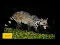 ಭಾರತದ ಪುನುಗು ಬೆಕ್ಕಿನ ಪ್ರಬೇಧಗಳು civet species of india brown palm large spotted civet etc...