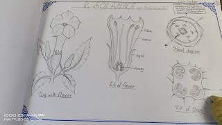 Drawing SOLANACEAE family//#solanaceae @The_LefthandedArtist #botany #record #intermediate #zoology