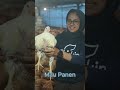 Mengintip Kehidupan Ayam Broiler Sebelum Panen di Peternakan Modern