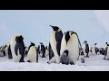 eve of the emperor penguin