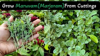 How to Easily Grow Maruvam (Marjoram) at Home – Step-by-Step Guide for Beginners | In Telugu