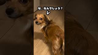 犬がそーっとどこかへ行く理由が人間すぎた。 #shorts