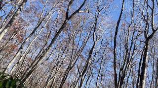 【白馬岩岳】　#白馬岩岳　#ねずこの森　#白馬山　#雪　#長野県　#日本　#Hakuba Iwatake #Nezuko Forest #Mt. Hakuba #Snow #Nagano #Japan