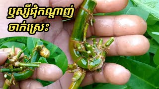 ឬស្សីជុំកណ្តាញ់ចាក់ស្រេះ(លោកអុំនៅក្នុងភូមិគាត់យកមកជាវអោយ)085786935