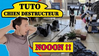 Chien destructeur : la solution en 5 étapes