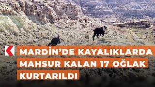 Mardin’de kayalıklarda mahsur kalan 17 oğlak kurtarıldı