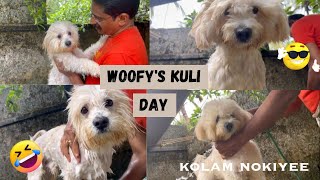 പുലി പോലെ വന്നവൻ എലി പോലെ ആയി😂| Woofy’s Kuli dayy | Kolam kandilee 😂 | NEHA MATHEW