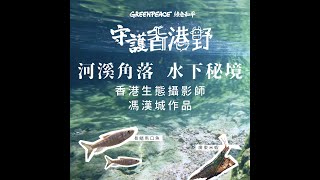 【守護香港野】河溪角落 水下秘境 - 香港生態紀錄片第二集🐟🦐🦎