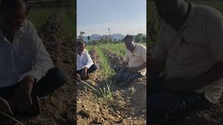 #sugarcanecultivation#ऊसशेती# fertilizer application#महाराष्टातील ऊस शेती